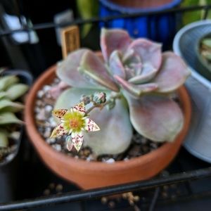 Meet your Posher, Kaya